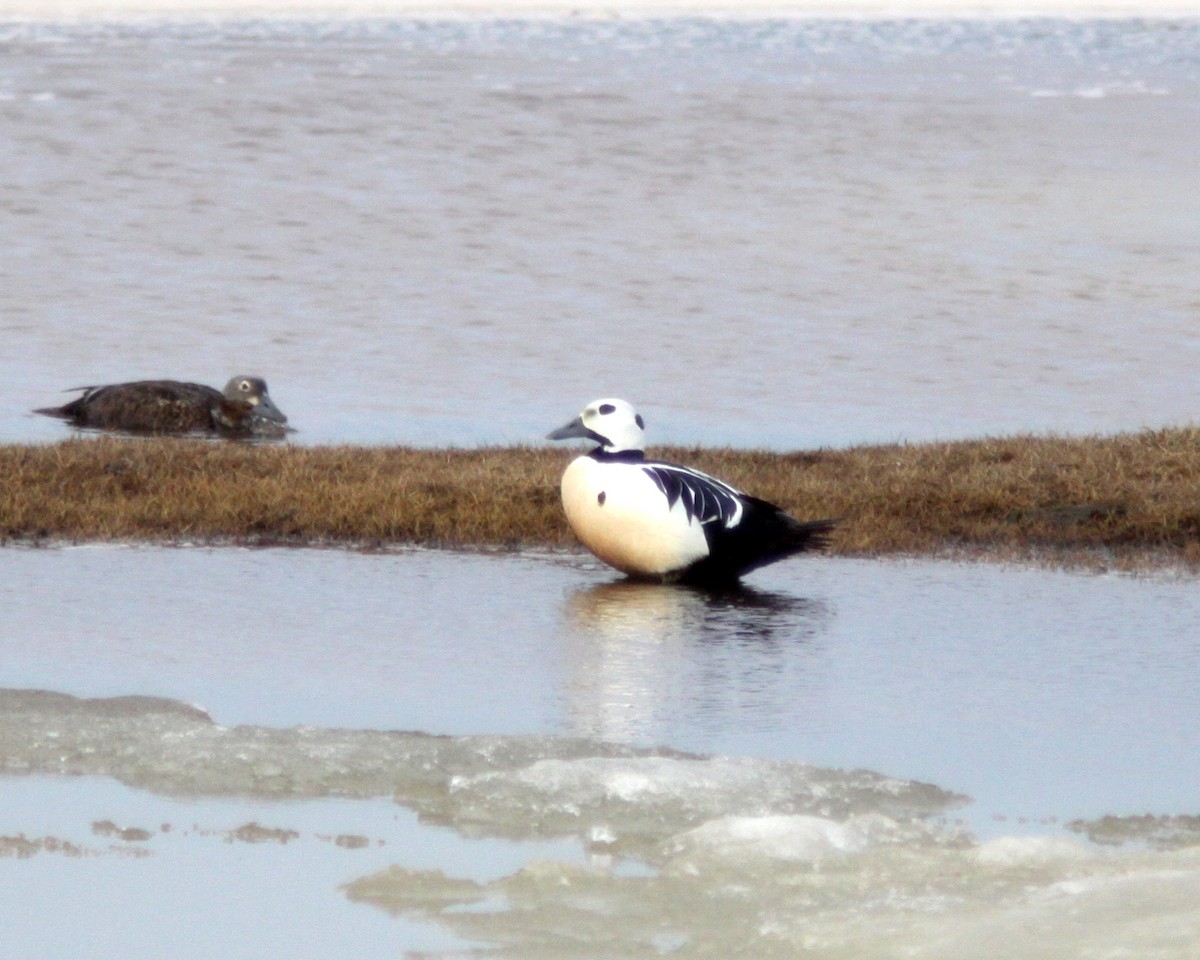 Steller's Eider - ML628308583