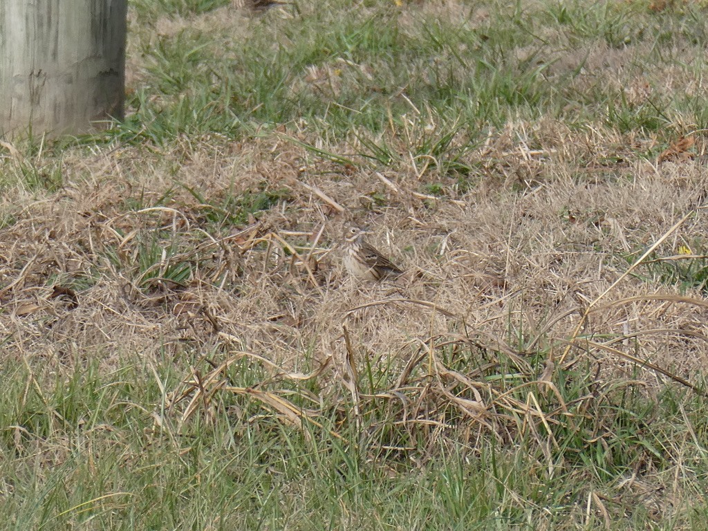 Vesper Sparrow - ML628308593