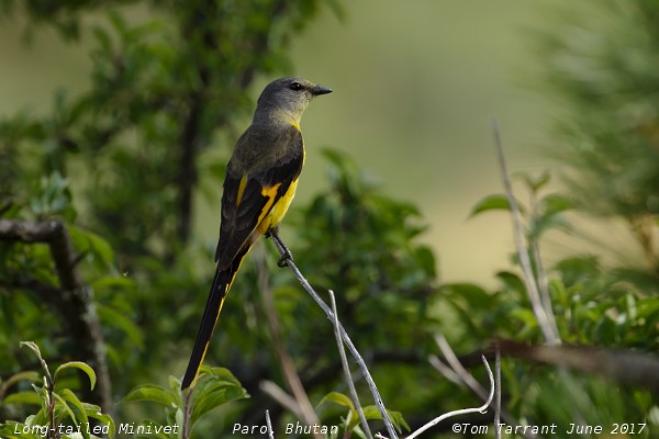 Minivet Colilargo - ML62830861