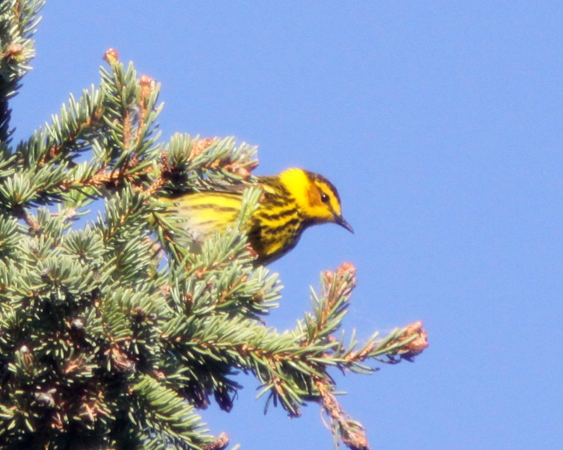 Cape May Warbler - ML628308628