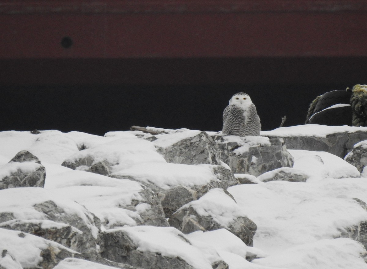 Schneeeule - ML628308656