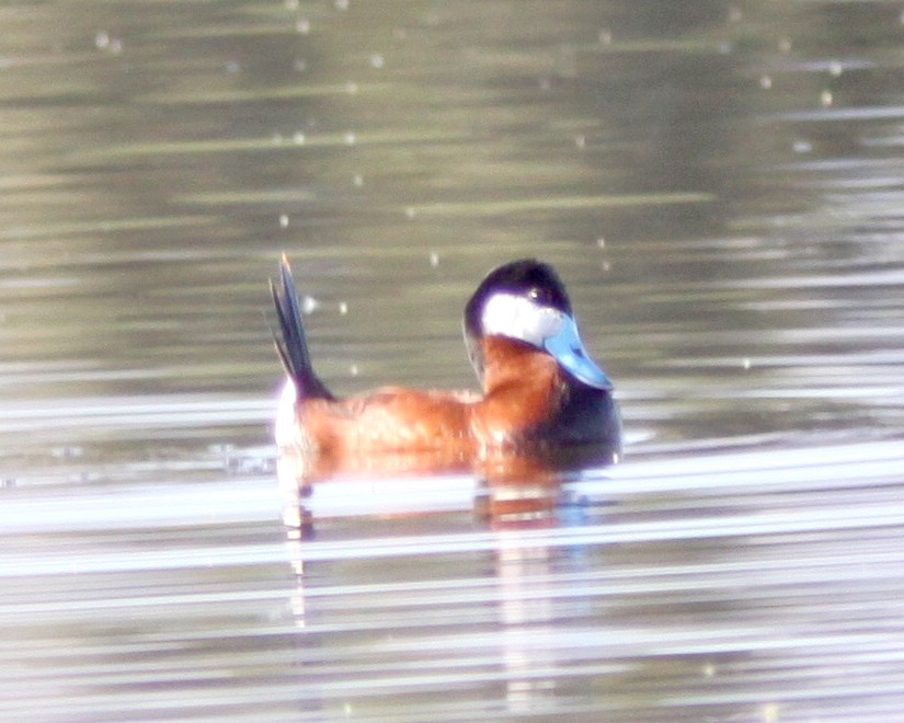 Ruddy Duck - ML628308662