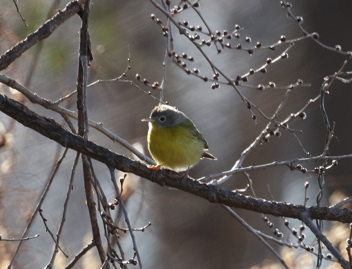 Nashville Warbler - ML628308722
