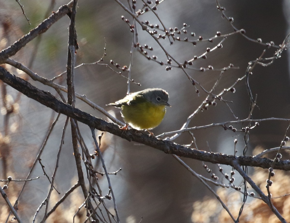 Nashville Warbler - ML628308724