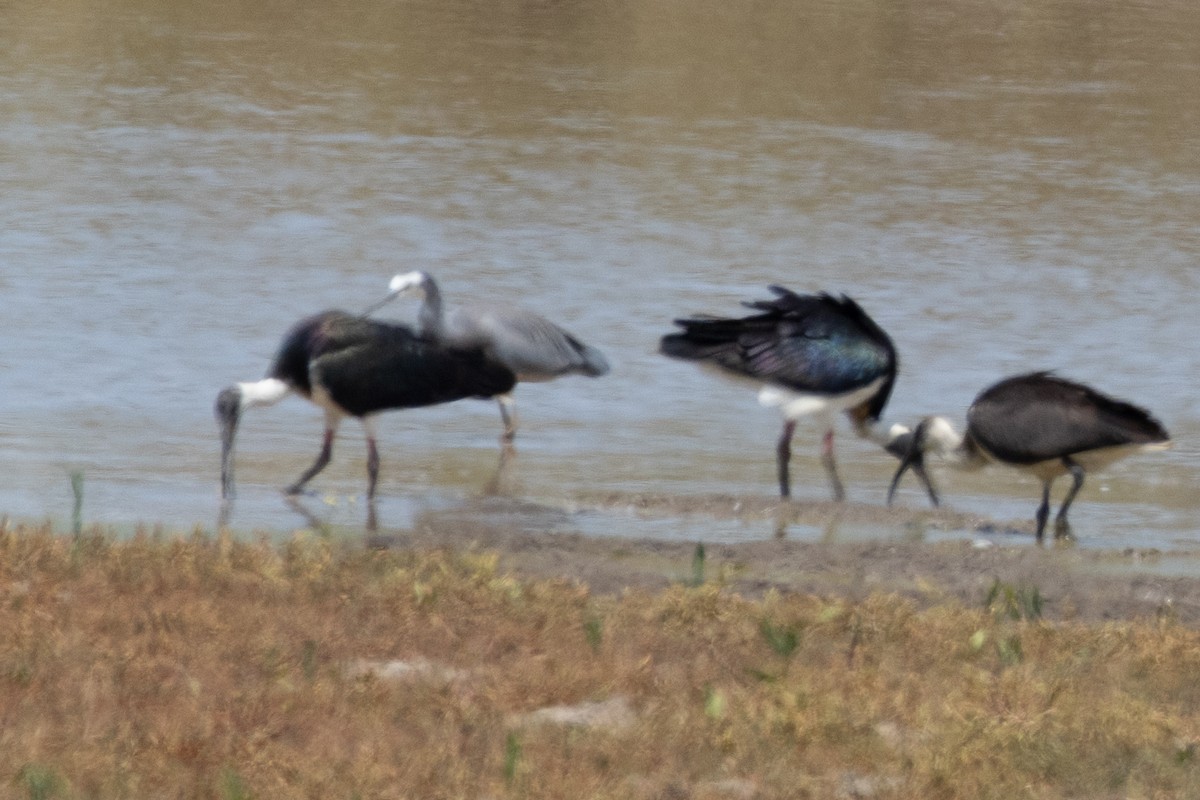 hvitmaskehegre - ML628308857