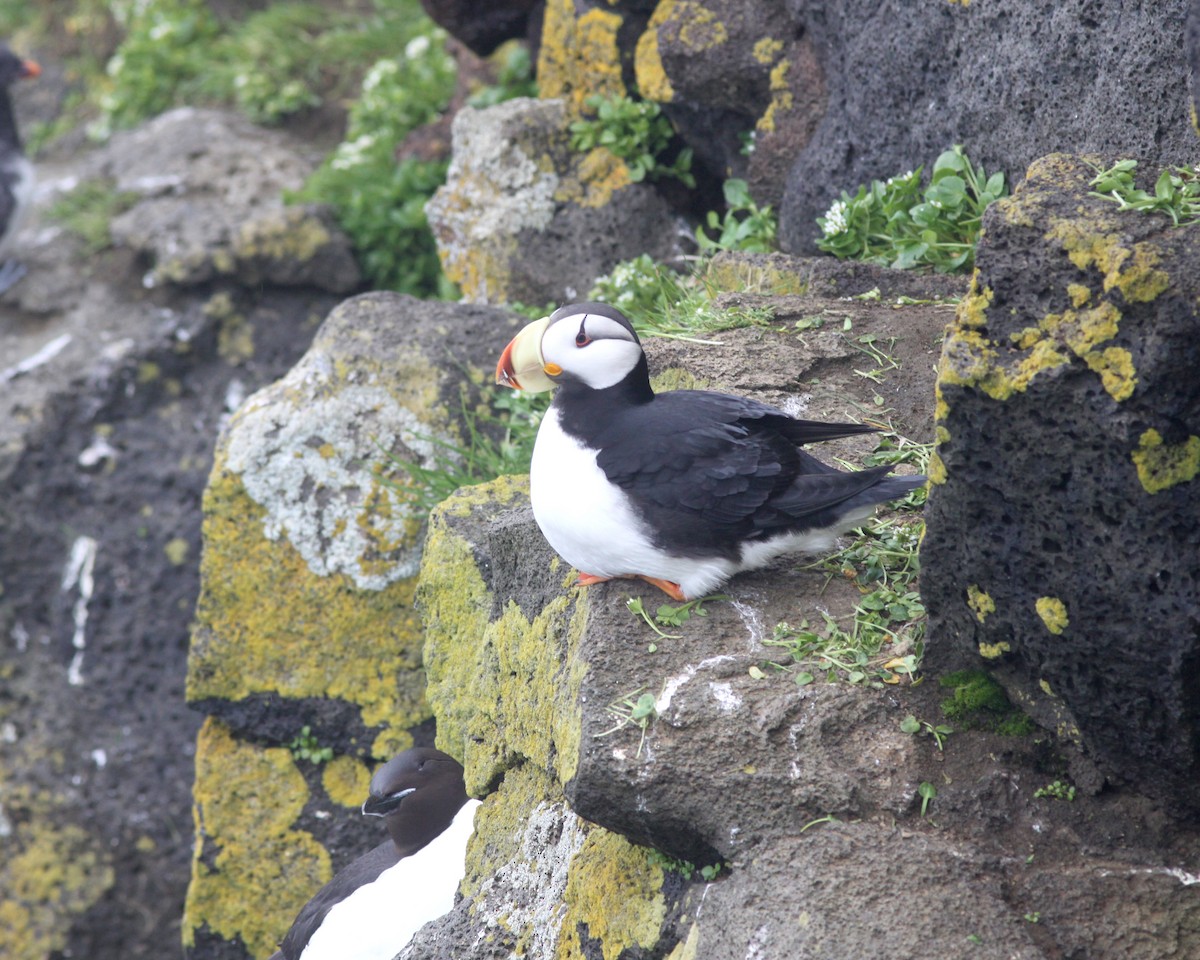 Horned Puffin - ML628308997