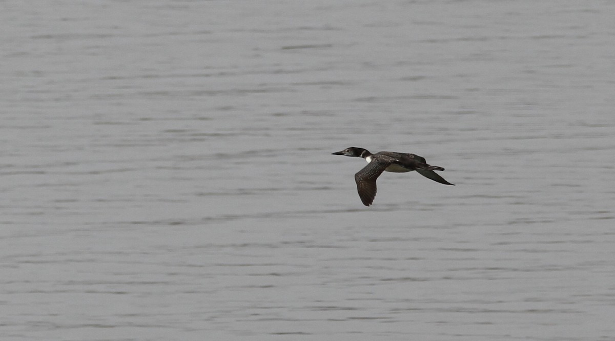 ハシグロアビ - ML628309156