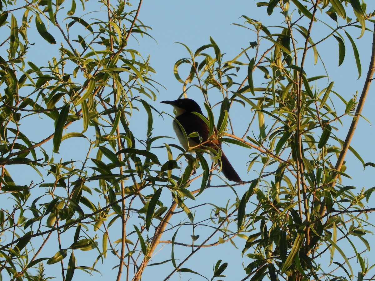 Black-capped Donacobius - ML628309220