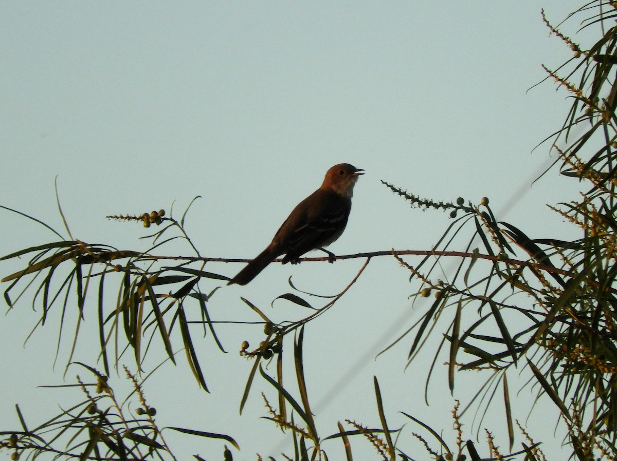 Large Elaenia - ML628309231