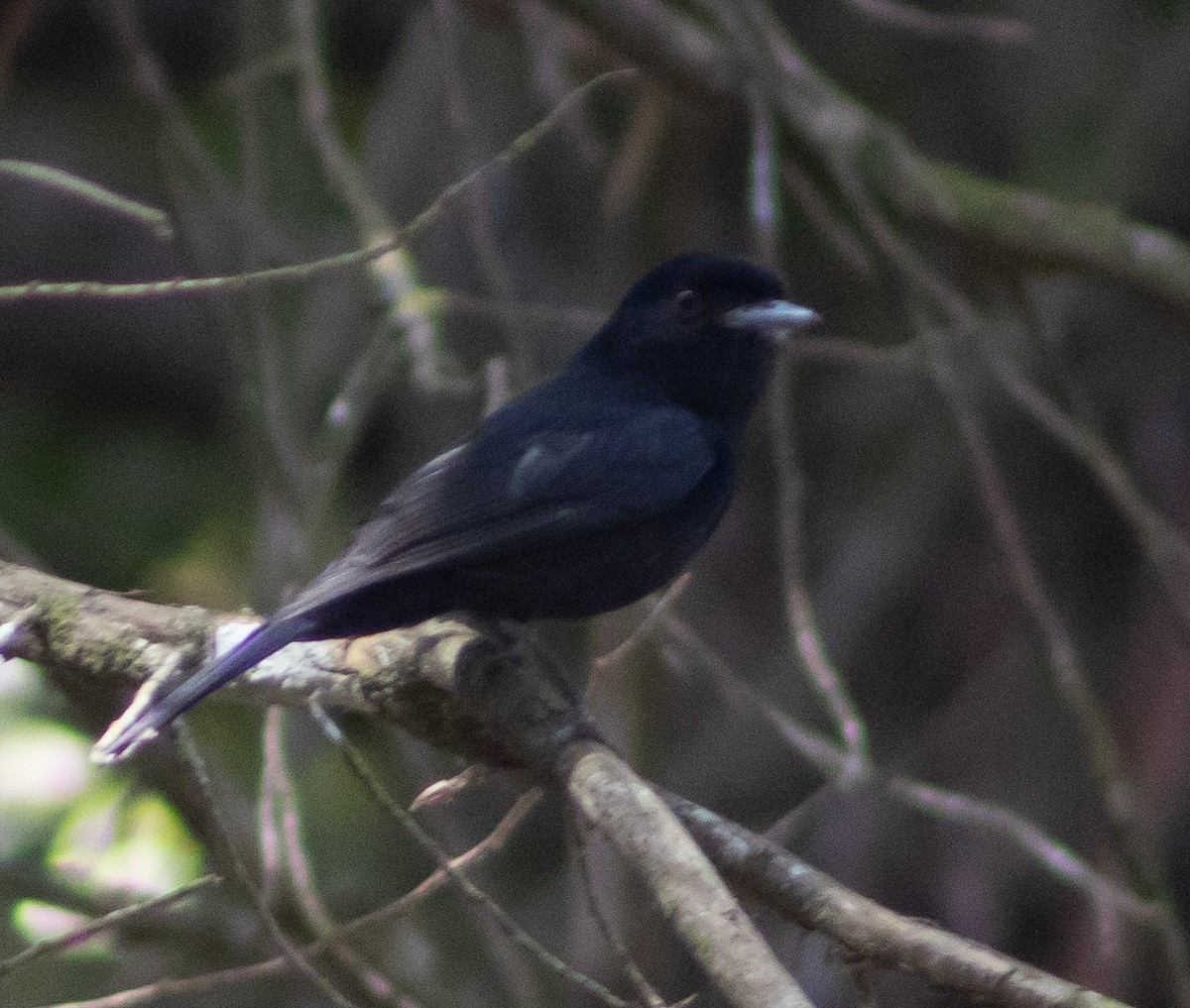 Blue-billed Black-Tyrant - ML628309374