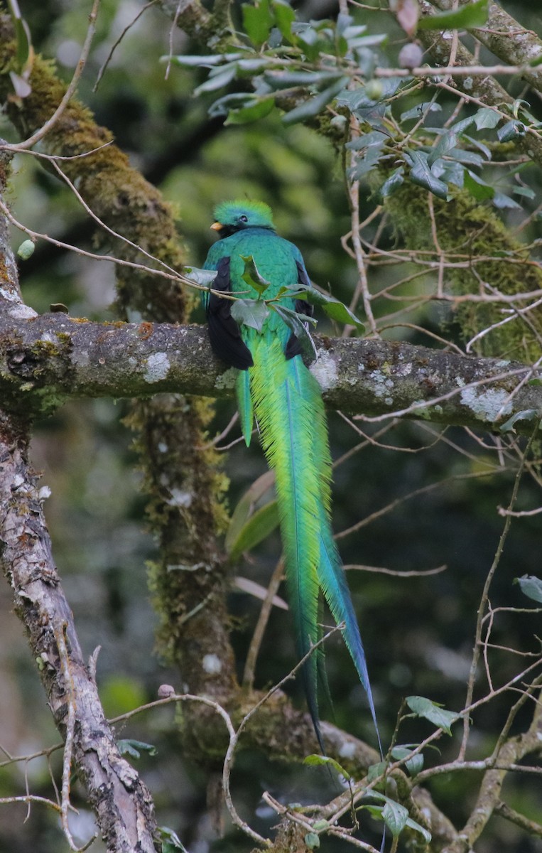 Quetzal Guatemalteco - ML628309390