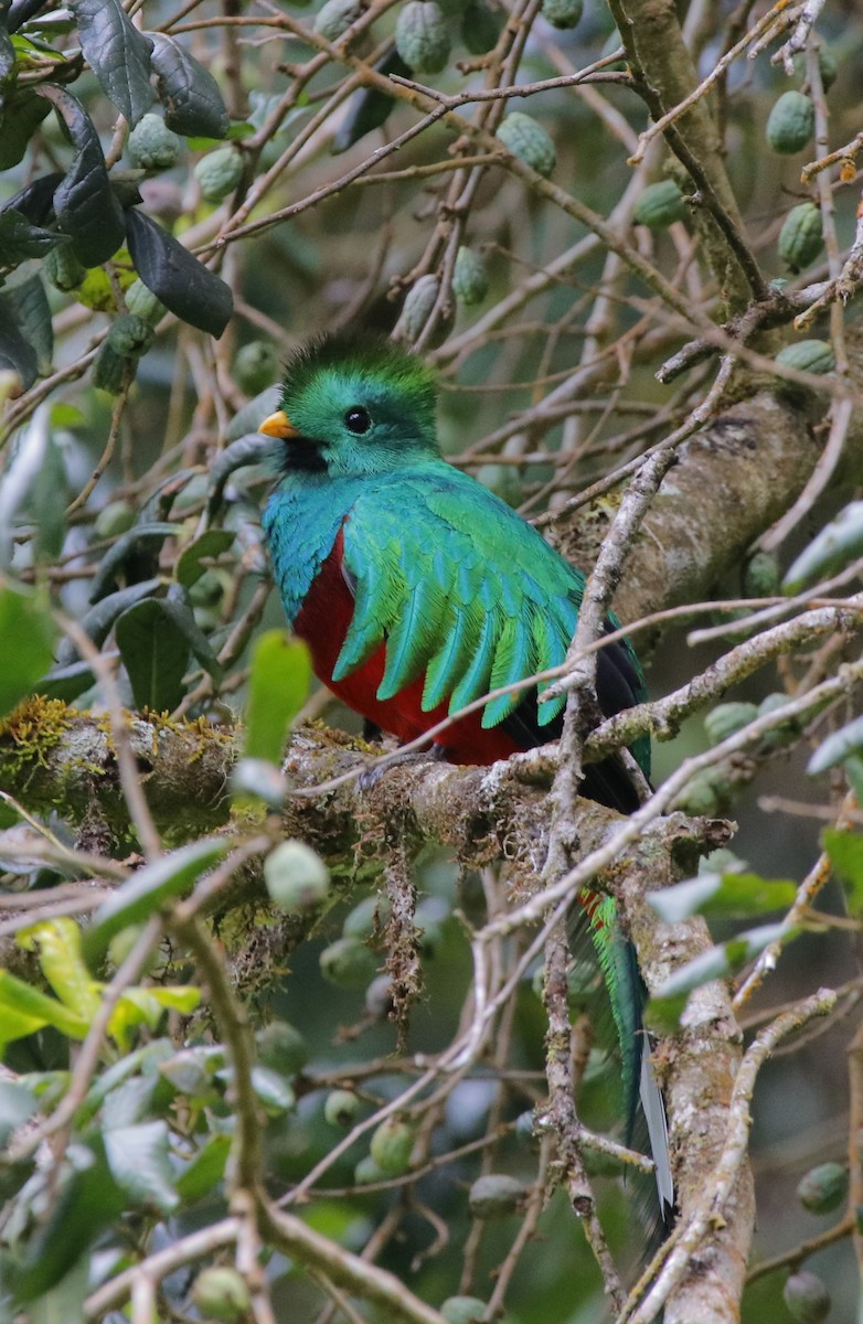 Quetzal Guatemalteco - ML628309391