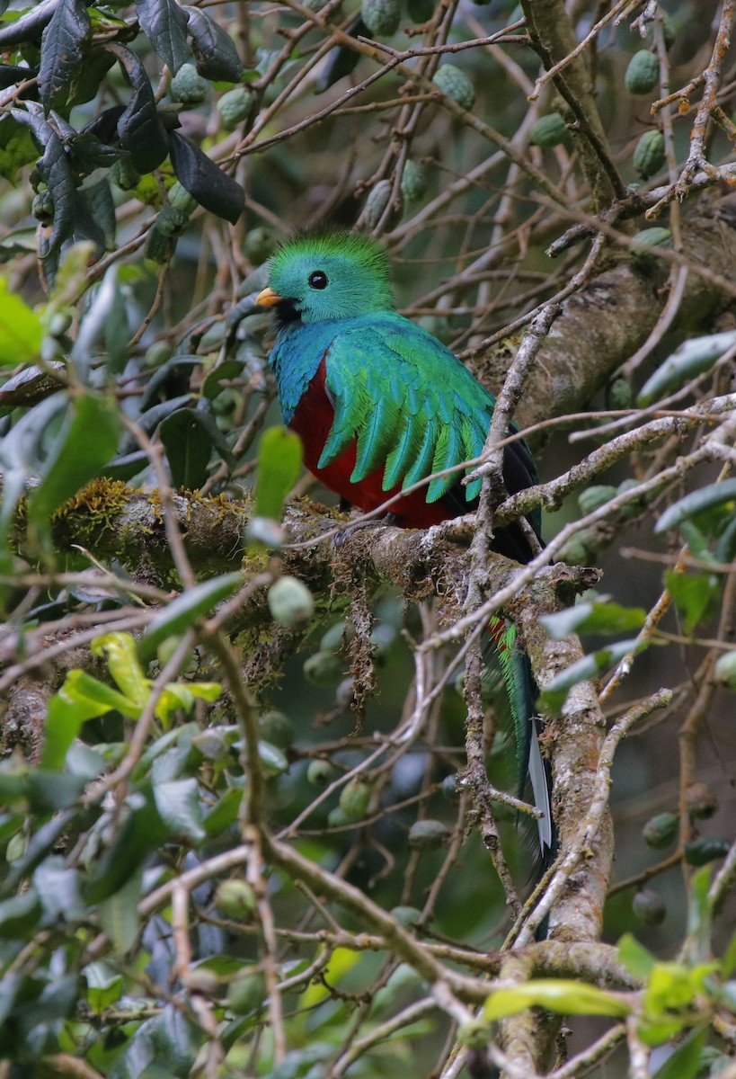 Quetzal Guatemalteco - ML628309392