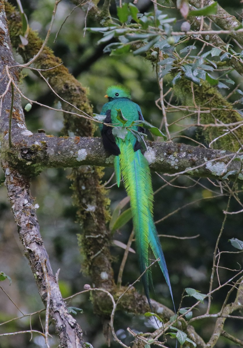 Quetzal Guatemalteco - ML628309393