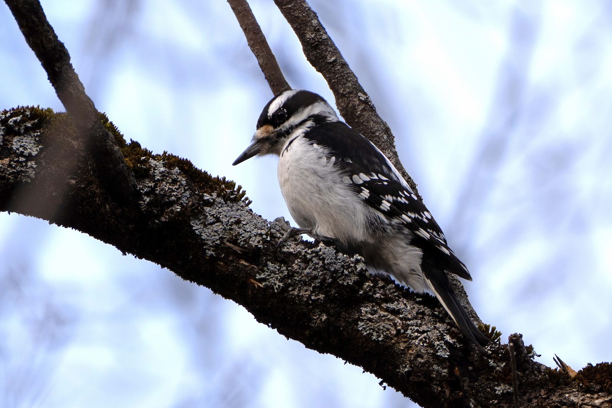 Hairy Woodpecker - ML628309501