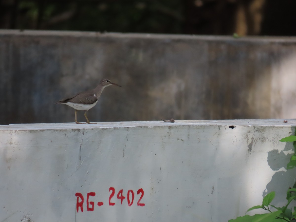 Spotted Sandpiper - ML628309581