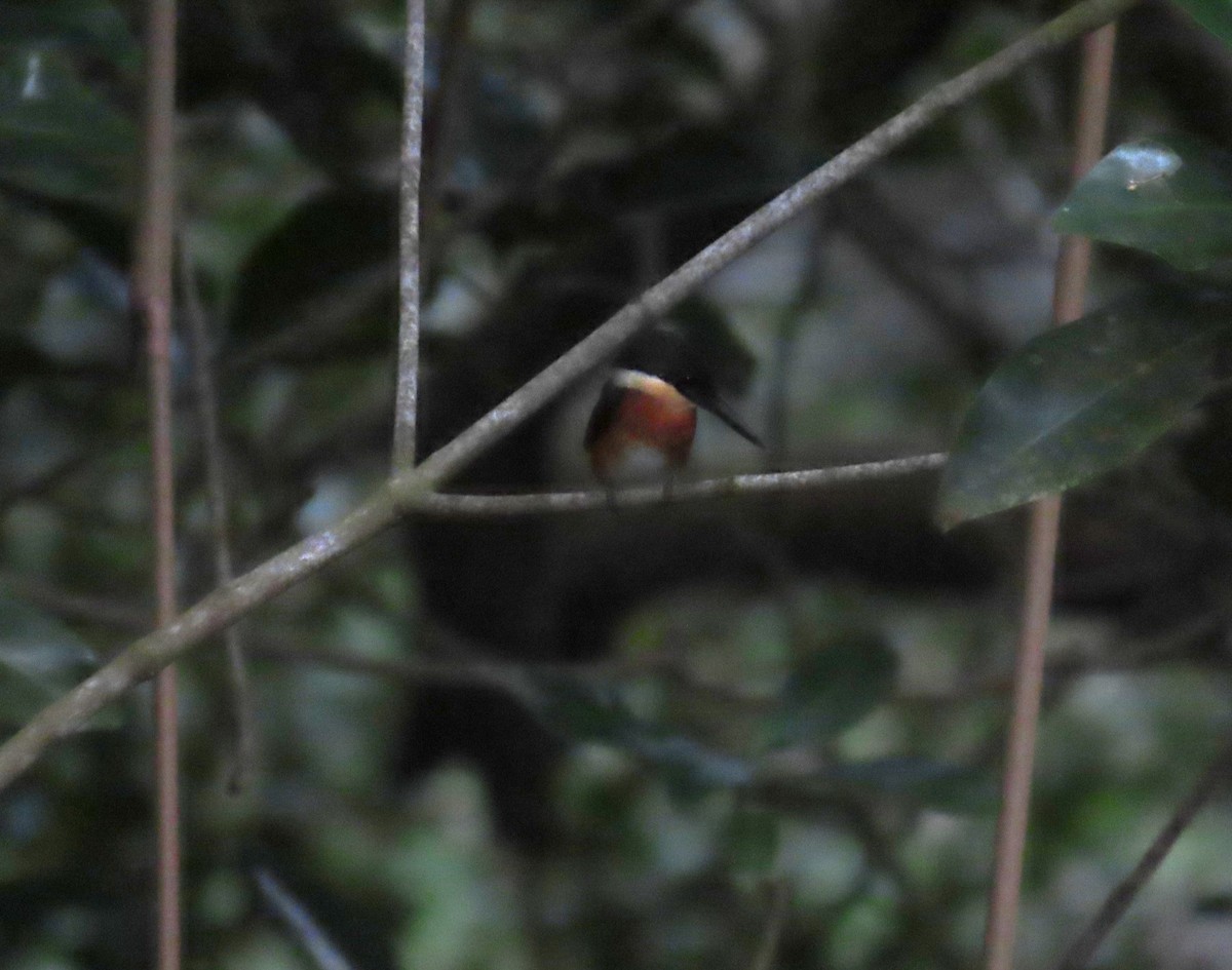 American Pygmy Kingfisher - ML628309681