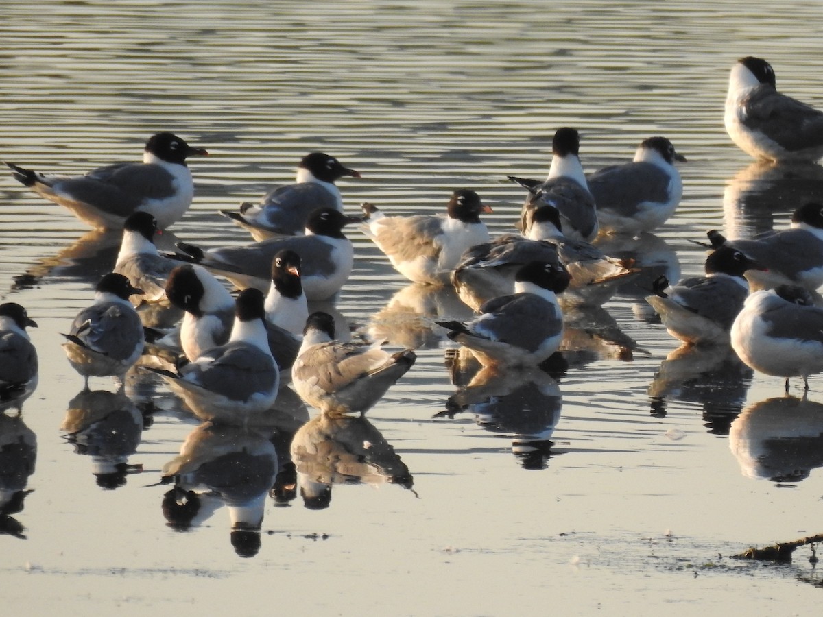 Franklin's Gull - Darlene  Peterson