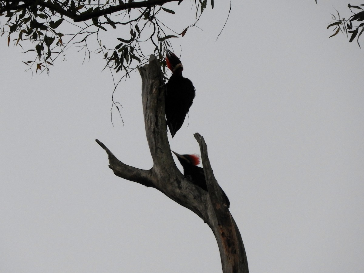 Cream-backed Woodpecker - ML628309998