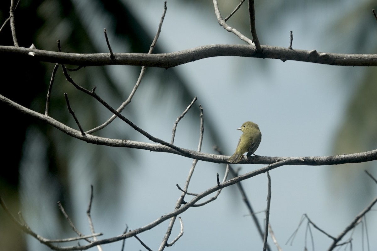 Yellow Warbler - ML628310023