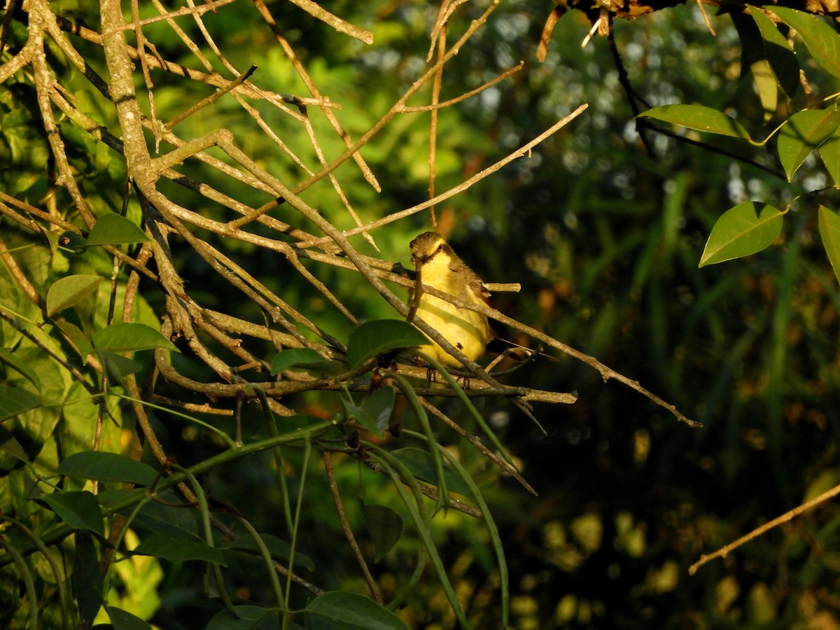 Yellow-browed Tyrant - ML628310025