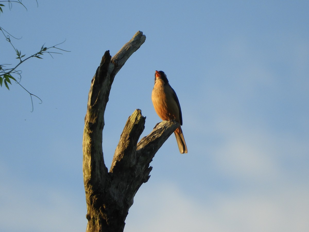 Golden-billed Saltator - ML628310040