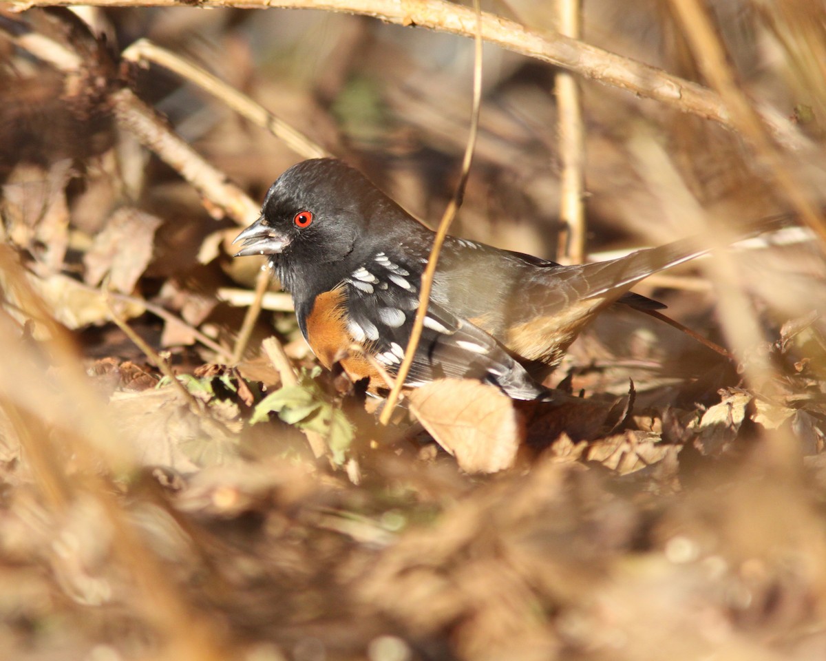 Spotted Towhee - ML628310051
