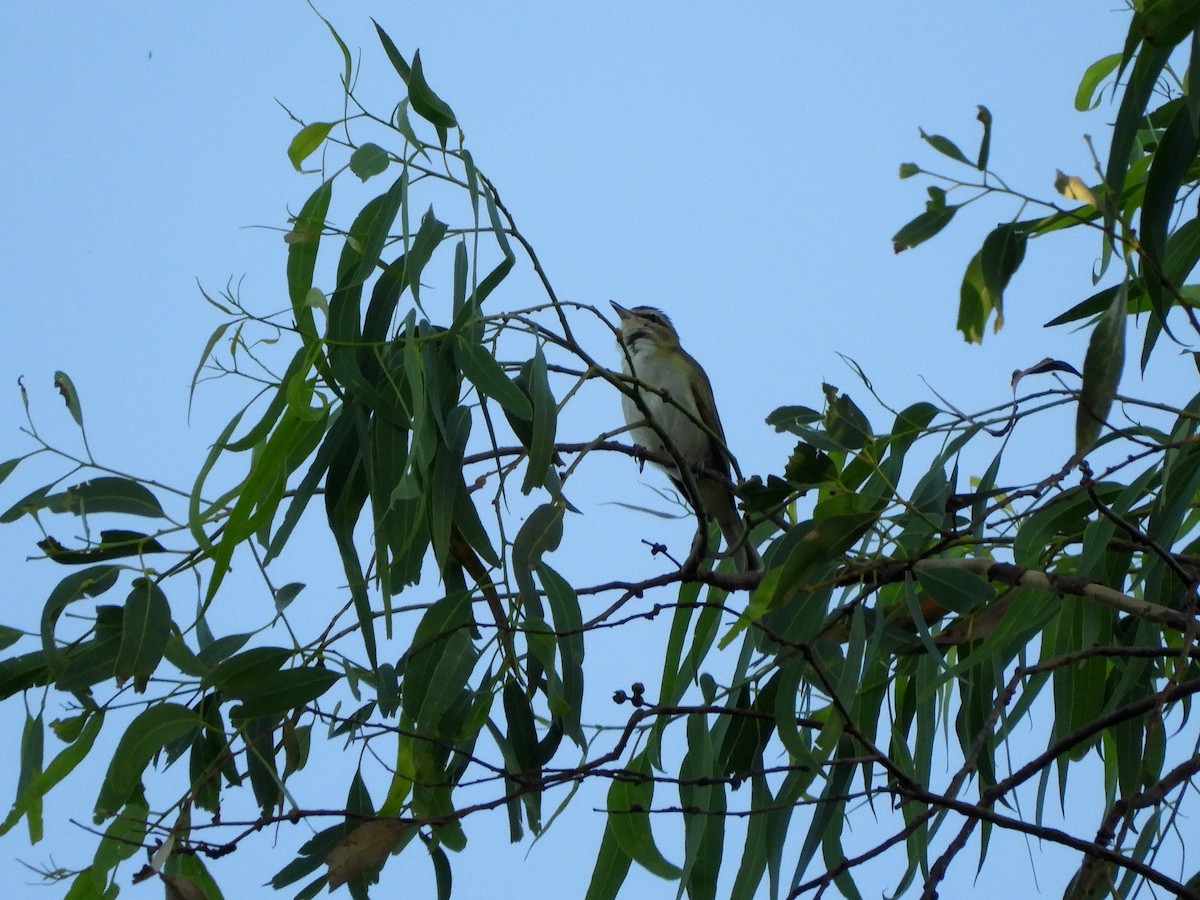 Chivi Vireo - ML628310073