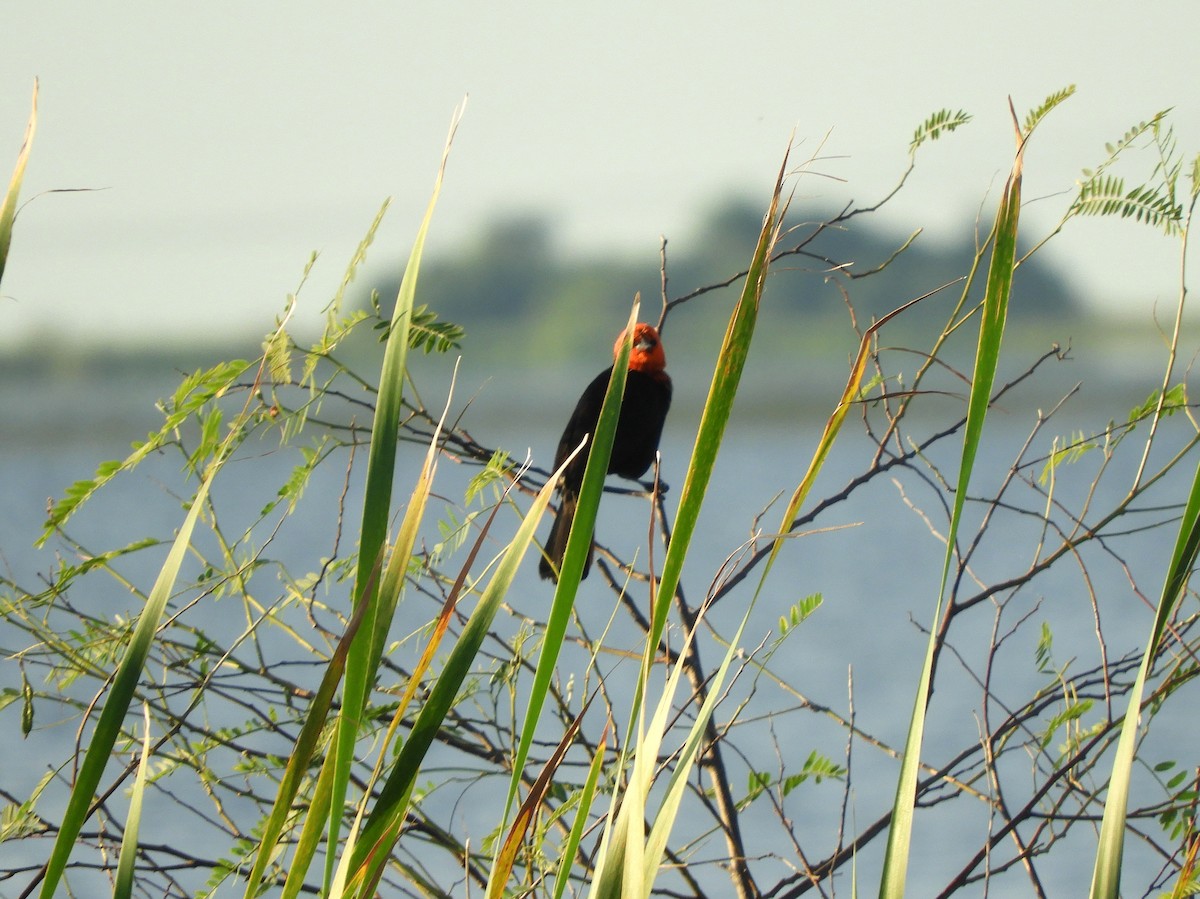 Scarlet-headed Blackbird - ML628310100