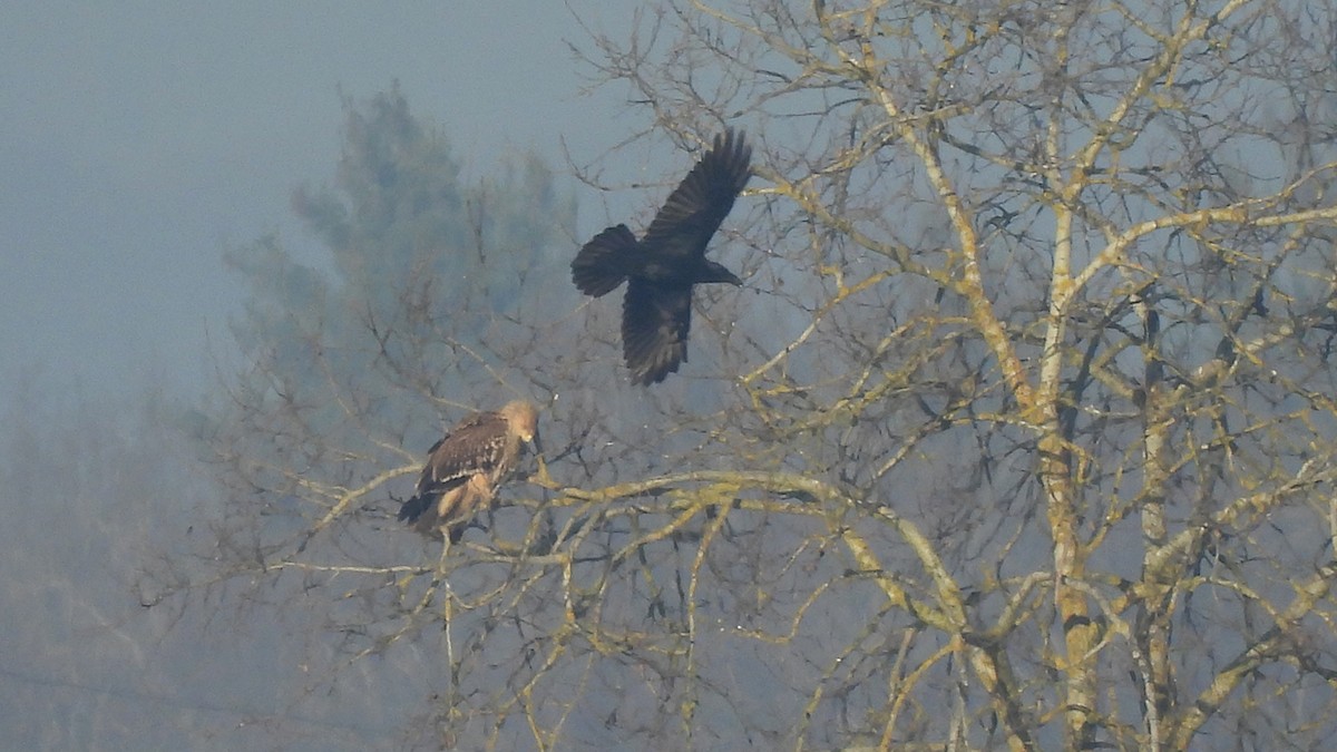 Imperial Eagle - ML628310108