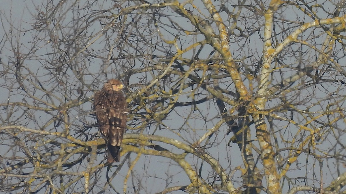 Imperial Eagle - ML628310118