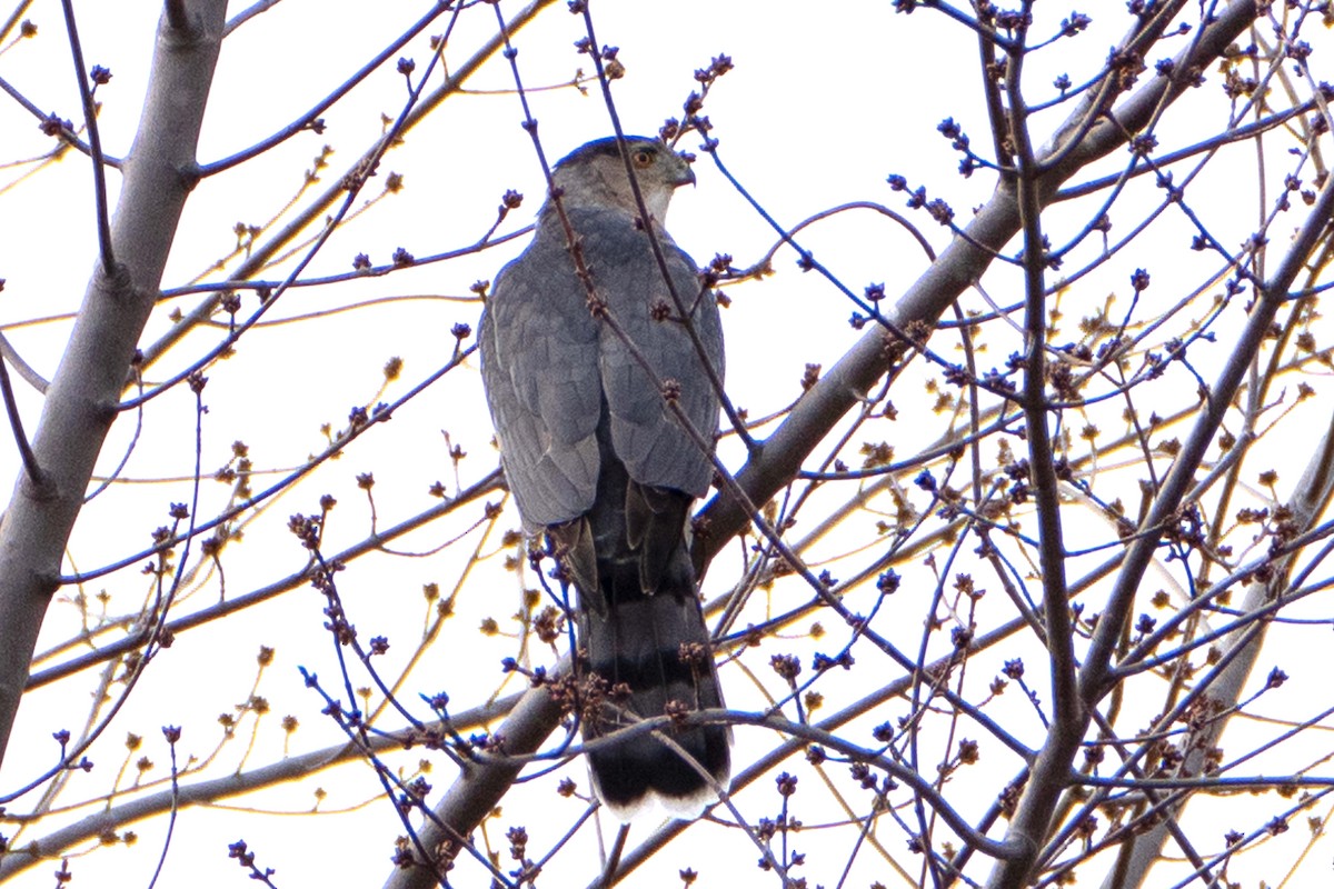 Cooper's Hawk - ML628310165
