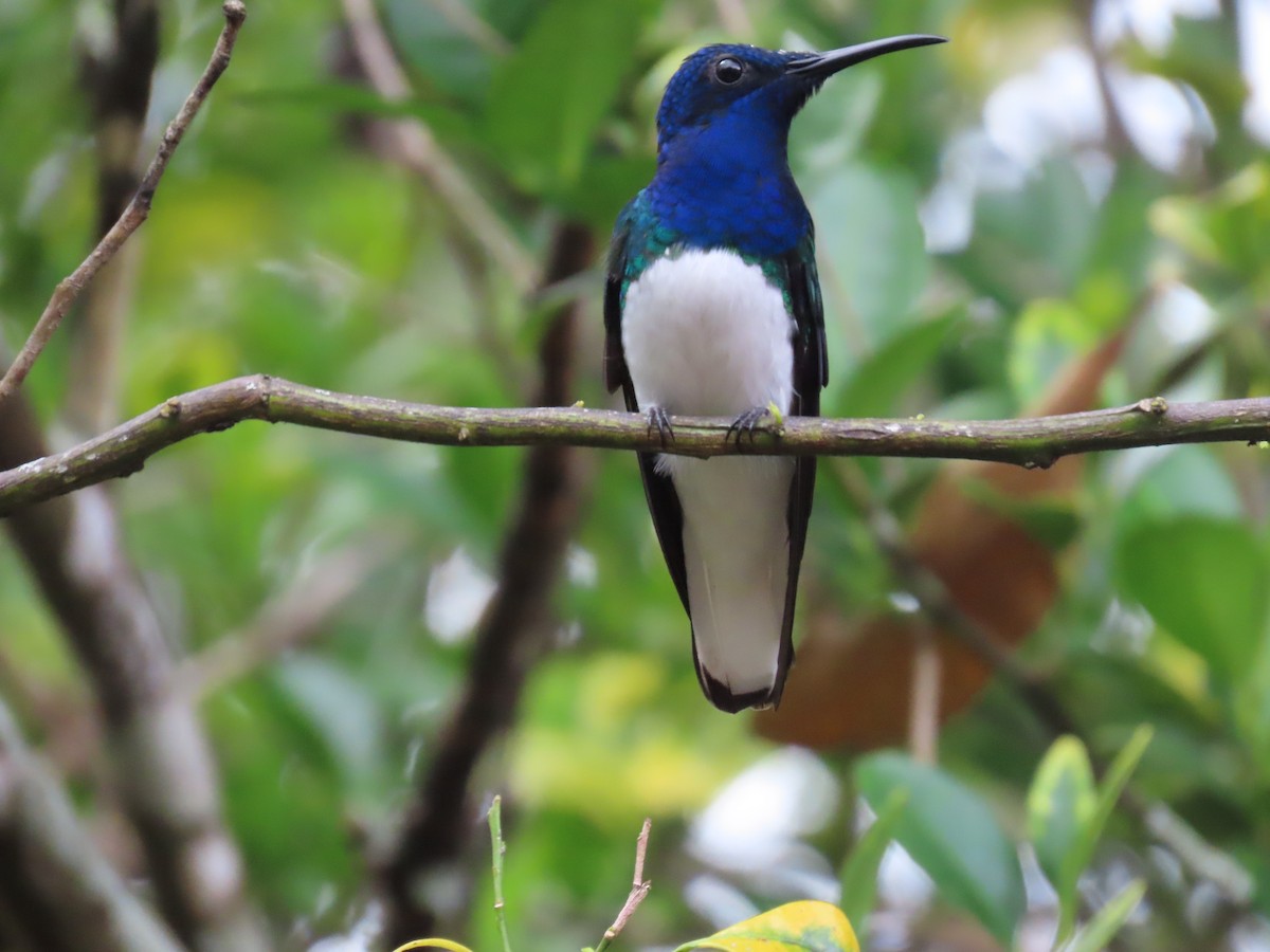 White-necked Jacobin - ML628310186