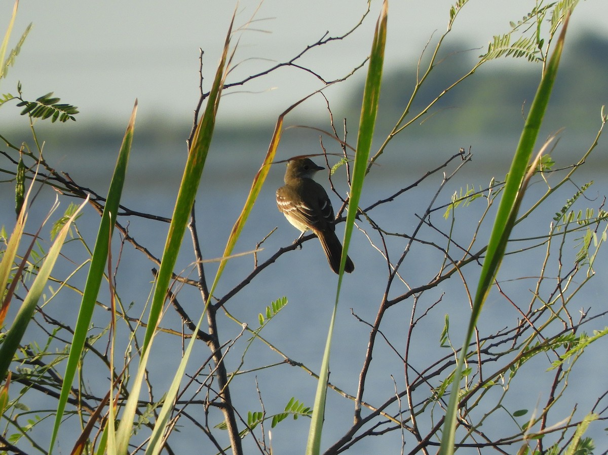 Large Elaenia - ML628310187