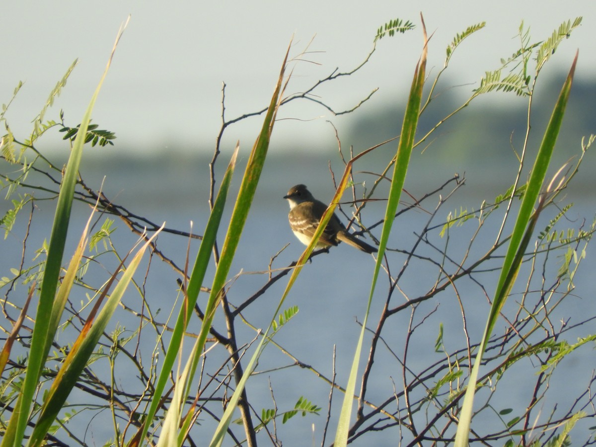 Large Elaenia - ML628310190