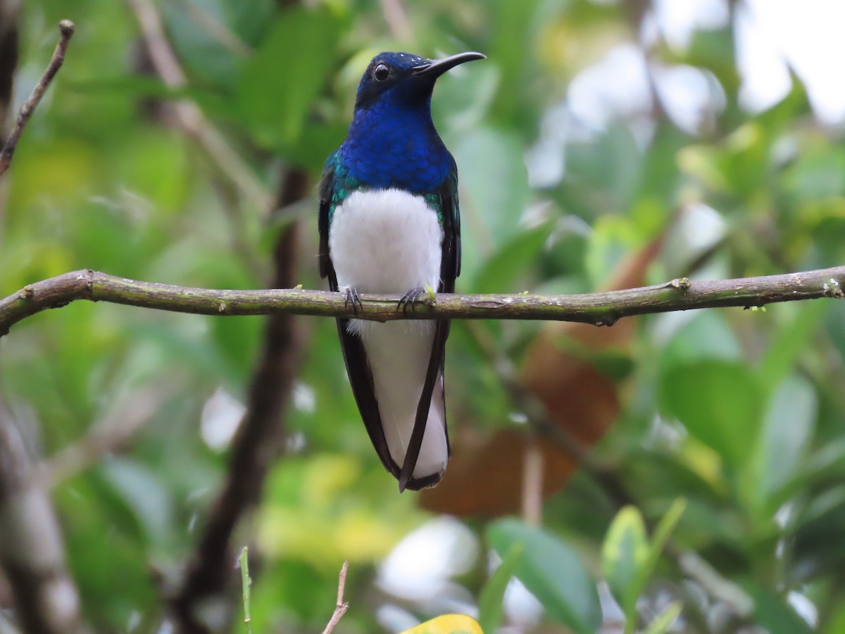 White-necked Jacobin - ML628310201