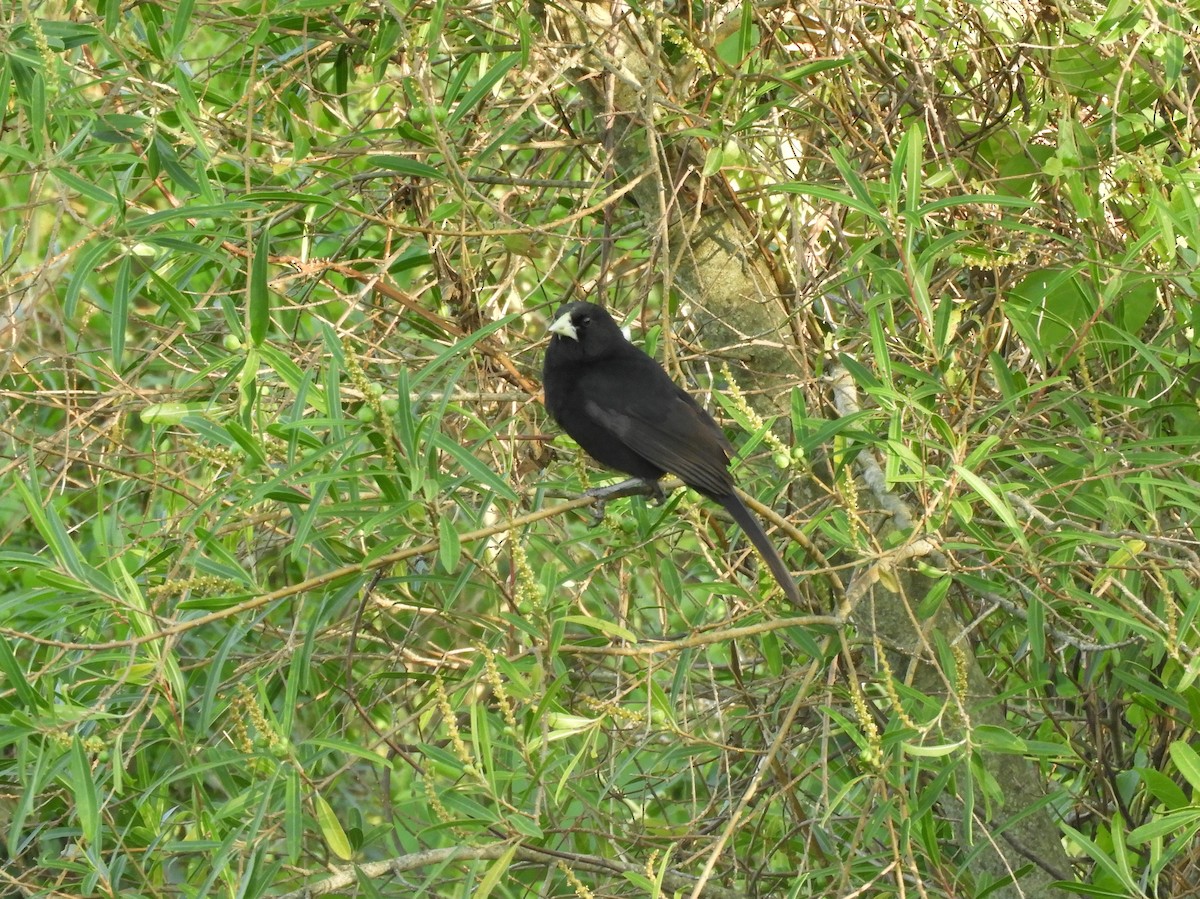 Solitary Black Cacique - ML628310219