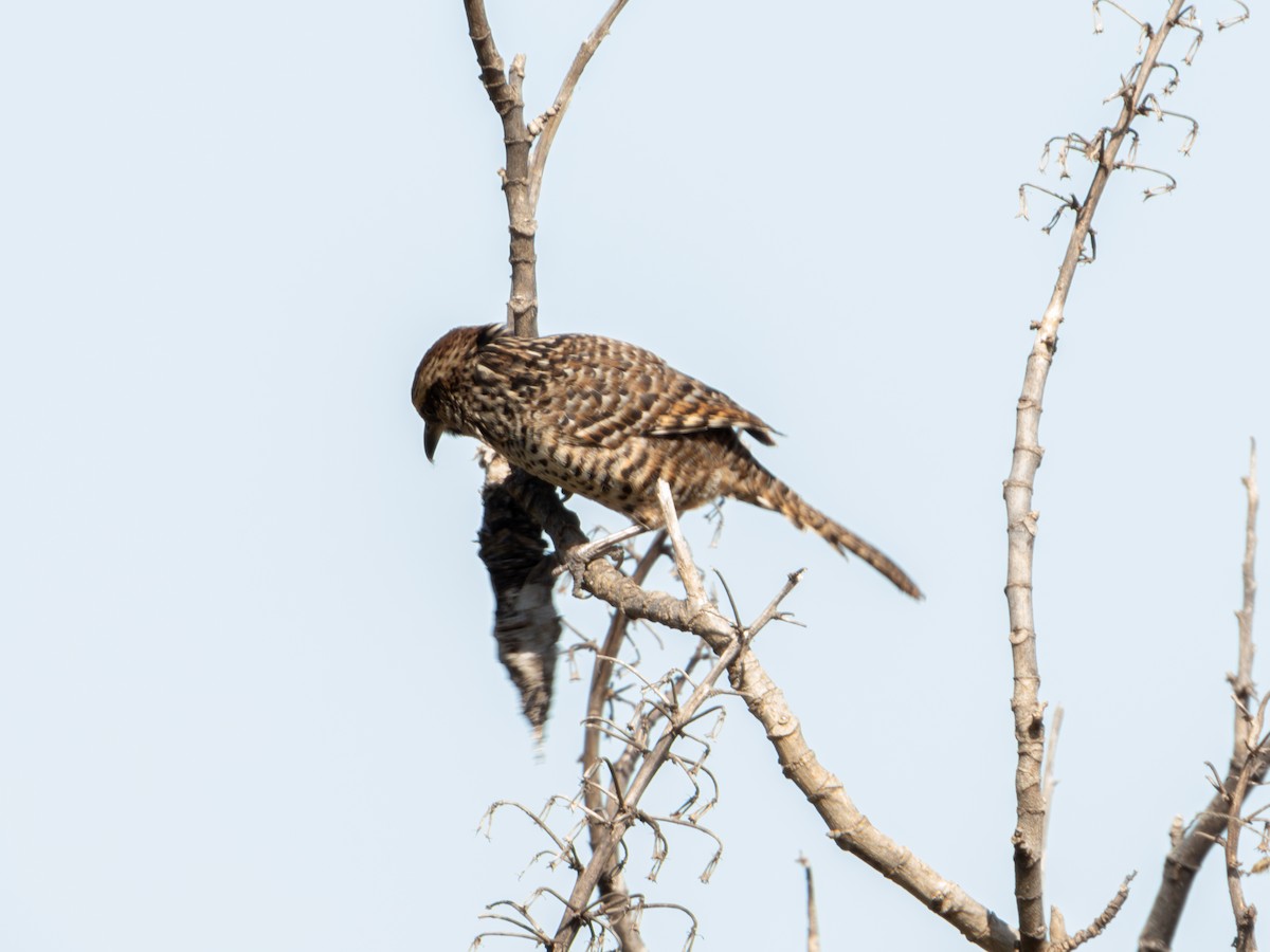 Spotted Wren - ML628310228
