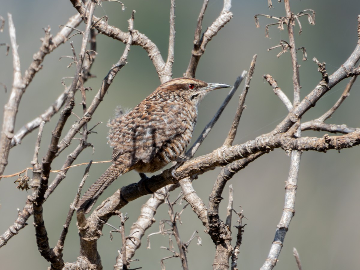 Spotted Wren - ML628310237