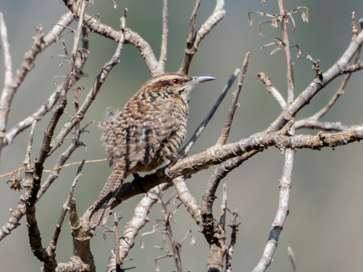 Spotted Wren - ML628310238