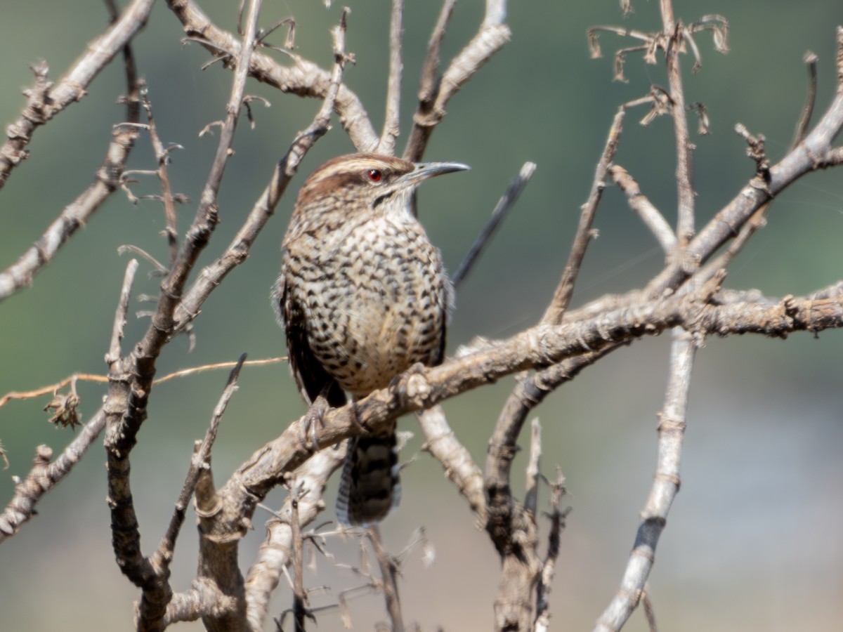 Spotted Wren - ML628310239