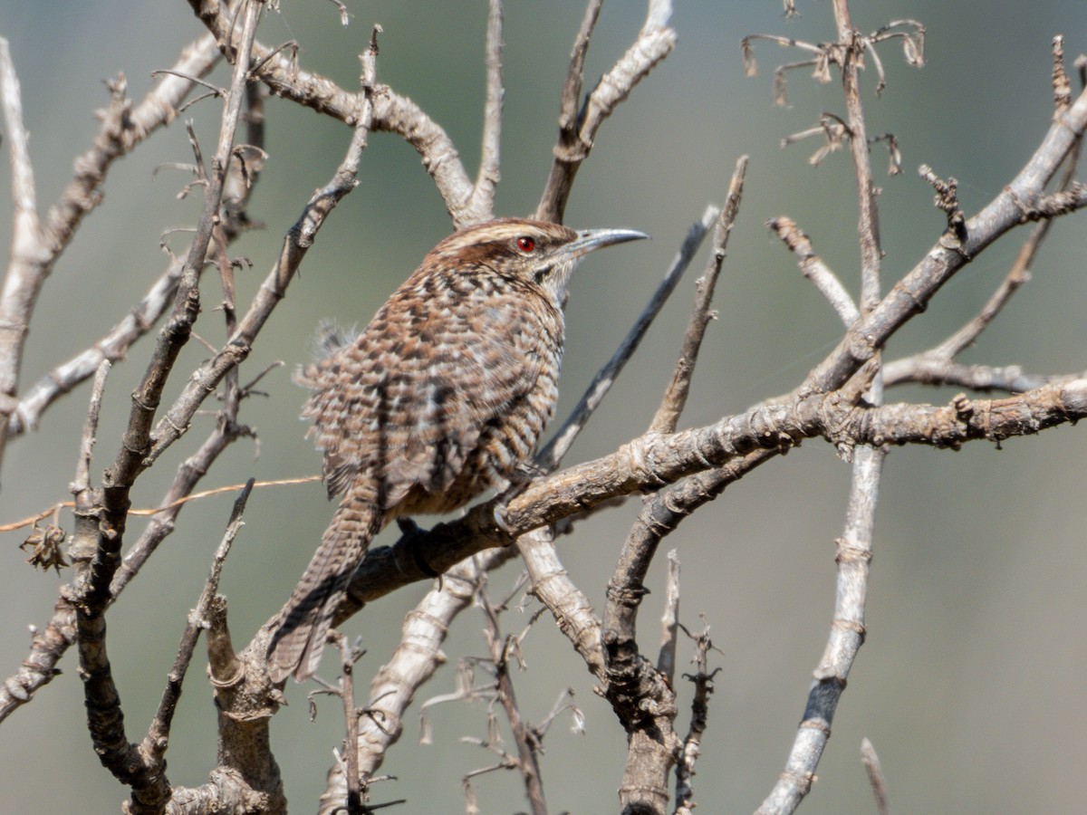 Spotted Wren - ML628310241