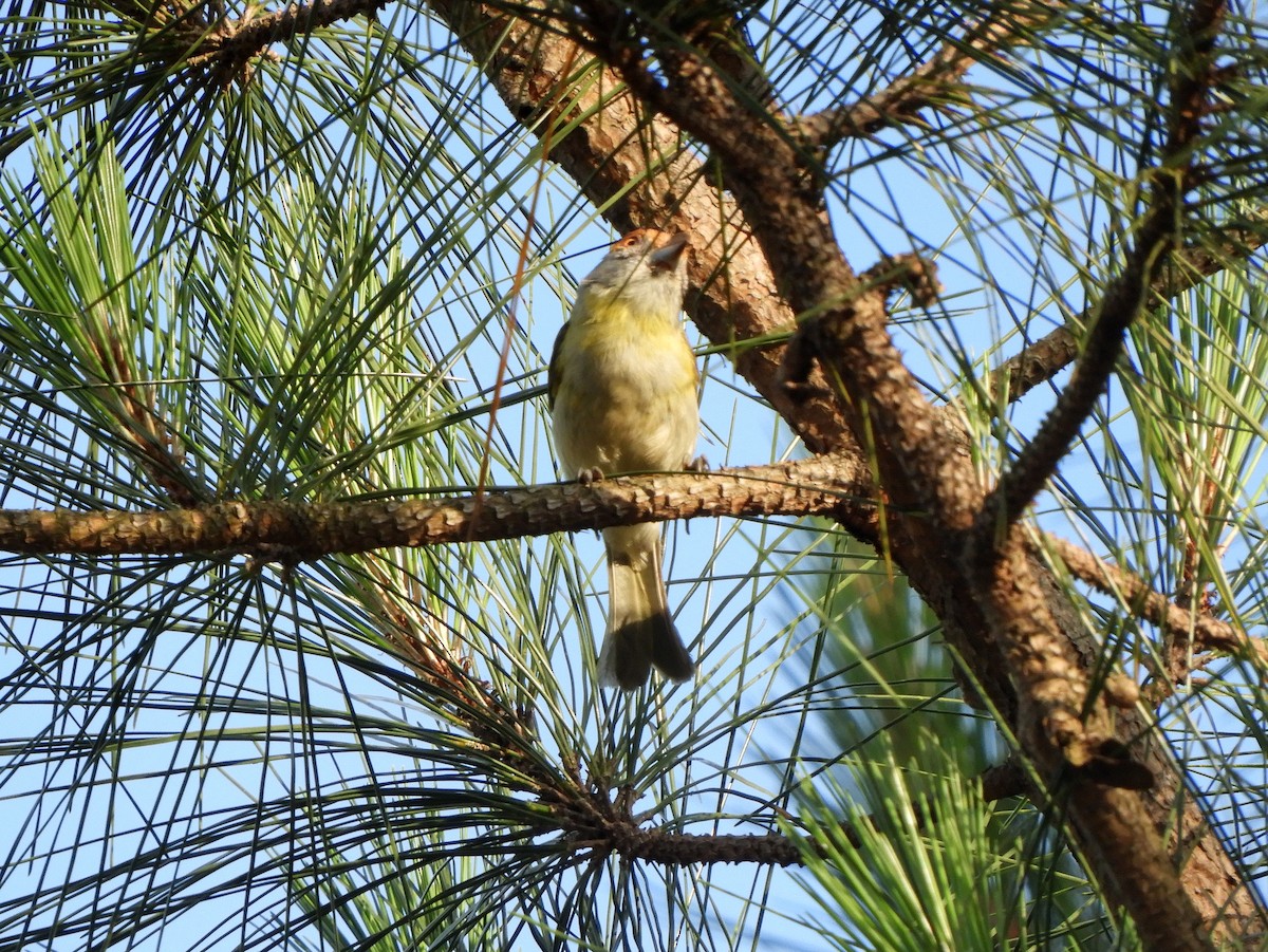 Rufous-browed Peppershrike - ML628310248