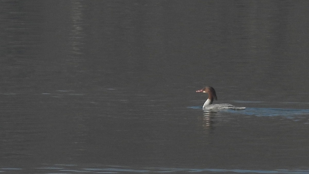Крех великий (підвид merganser/orientalis) - ML628310476
