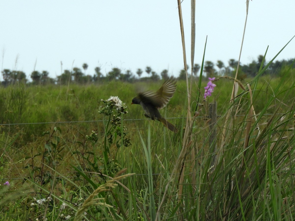 Great Pampa-Finch - ML628310494