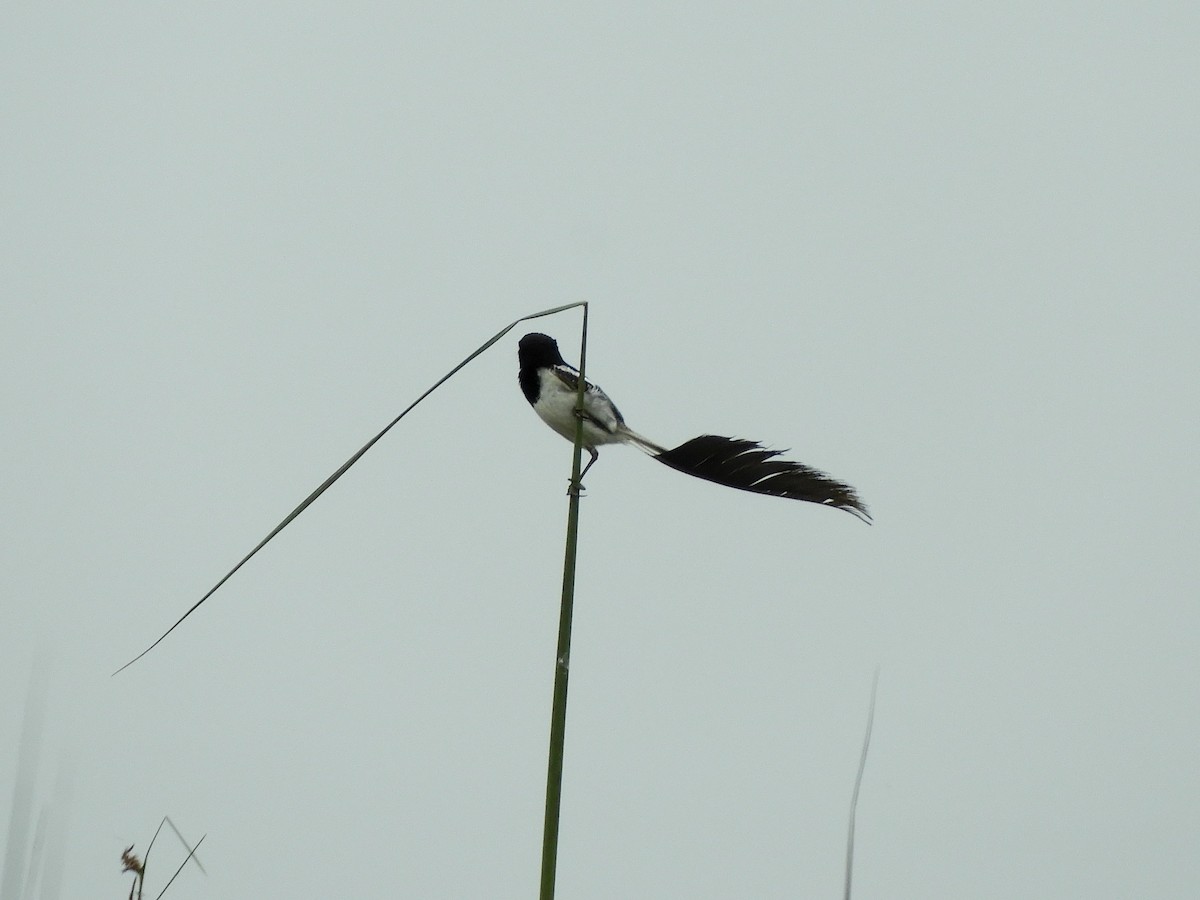 Strange-tailed Tyrant - ML628310529