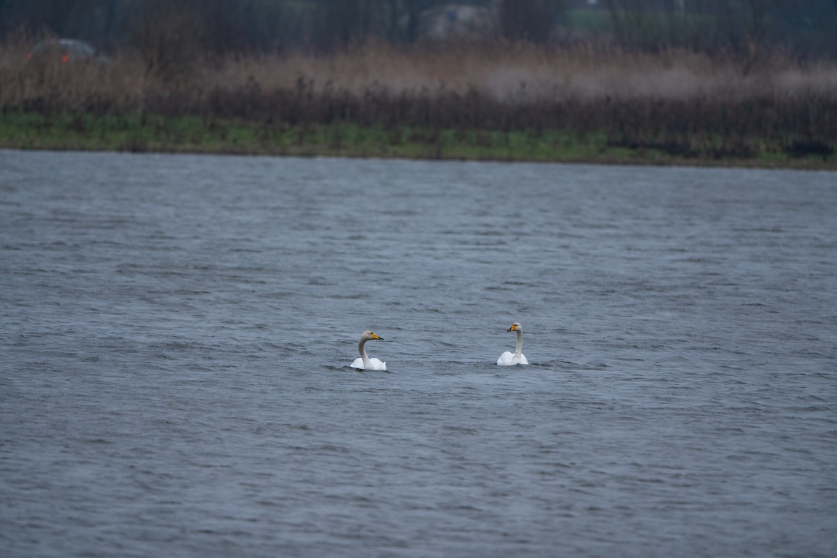 Cisne Cantor - ML628310535