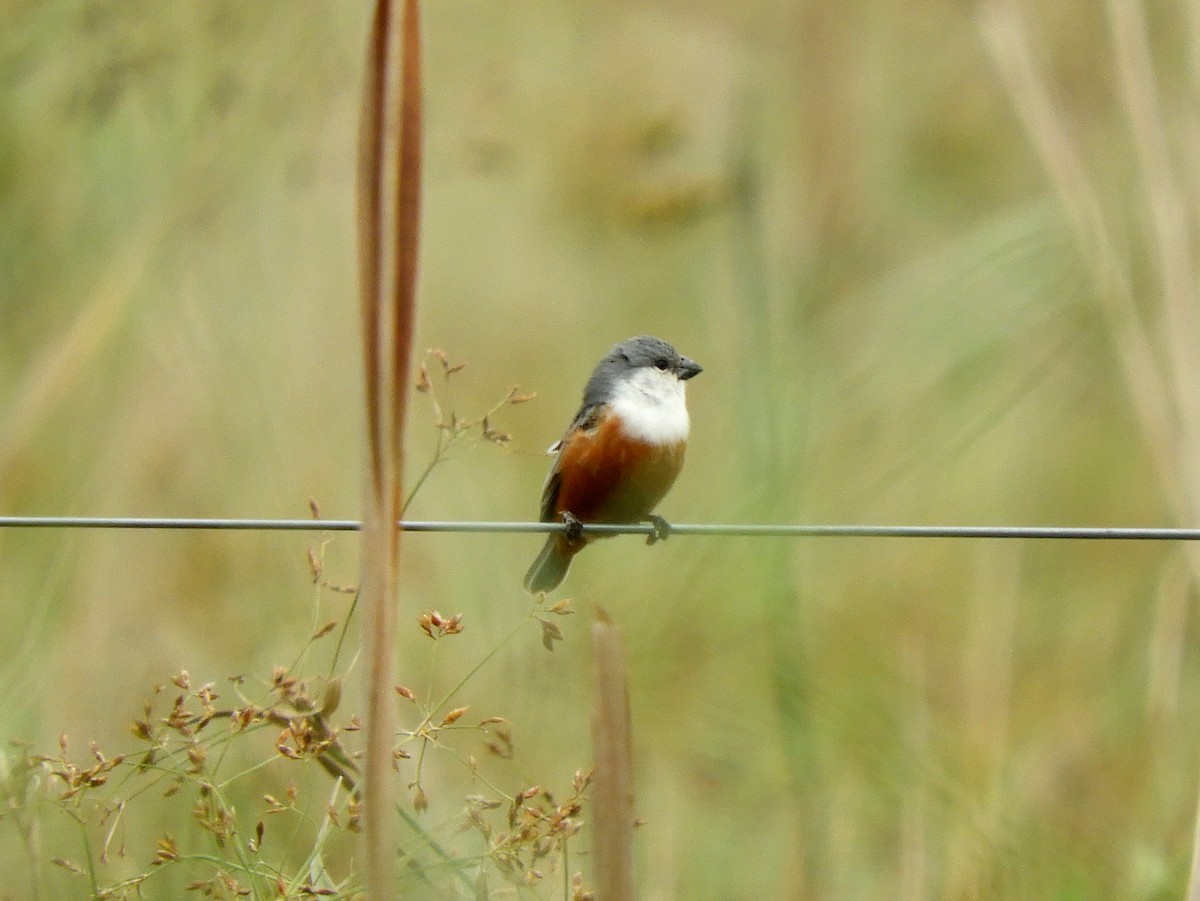 Marsh Seedeater - ML628310553