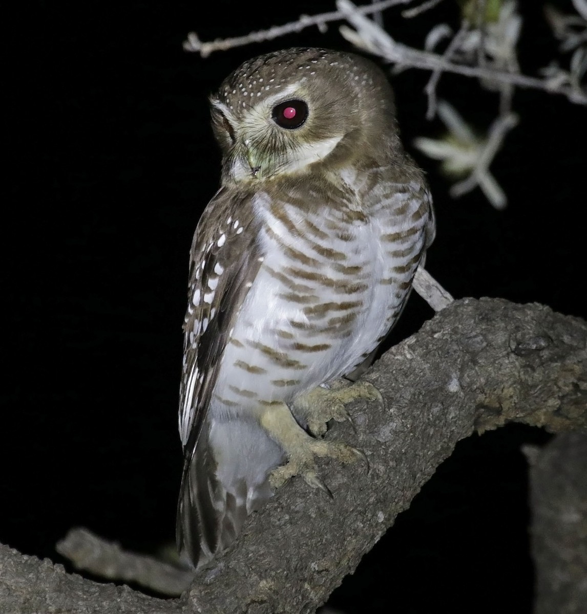 White-browed Owl - ML628310578