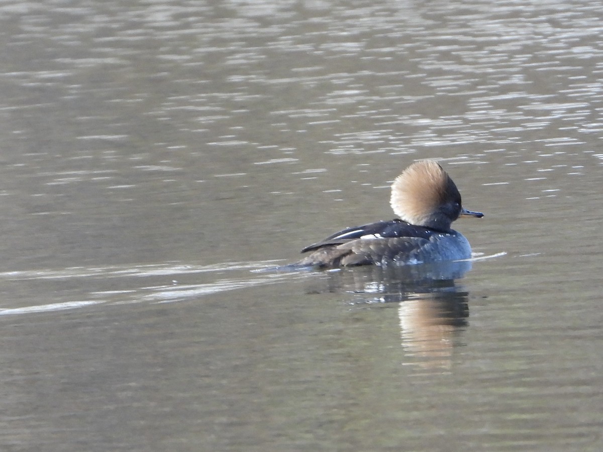 Hooded Merganser - ML628310936